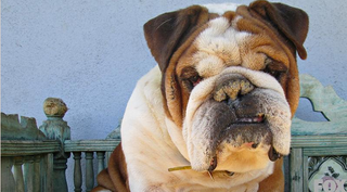 Poppa Bear, a 5-year-old English bulldog